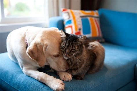 Gatos Quando Eles Abrem Os Olhos E Enxergam O Mundo Petlove