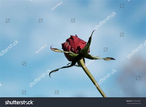 Red Rose Sky Background Stock Photo 736744291 Shutterstock