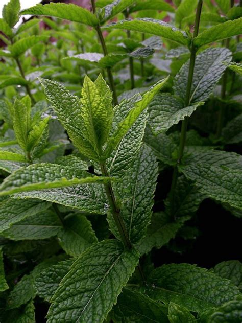 Peppermint (Mentha × piperita) - growing guides