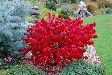 Euonymus Alatus Compactus Compact Burning Bush Compact Winged Spindle Tree Compact Winged