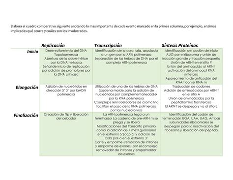 Cuadro Comparativo De Replicacion Transcripcion Y Traduccion The Best