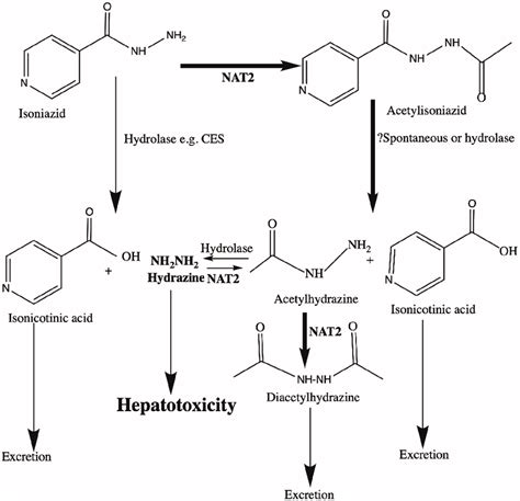 Metabolism Of Isoniazid By Nat2 And Other Enzymes The Main Metabolites