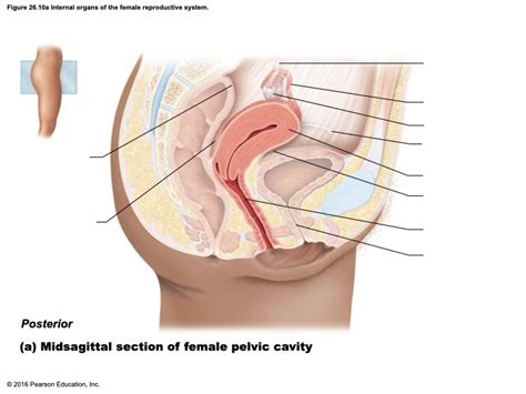 Vagina Diagram Quizlet