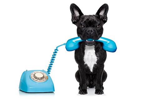 Calling Dog Stock Photos Pictures And Royalty Free Images Istock