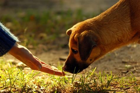 Por Que Os Cachorros Comem Grama Causas E Tratamento