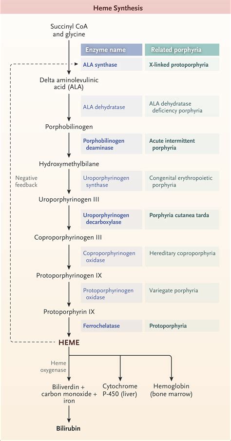 Porphyria Nejm