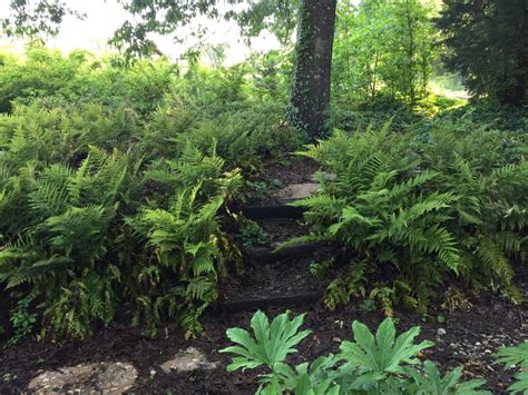 Perennial Ferns for Shade Gardens