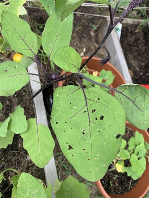 Kale Pests Rvegetablegardening