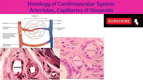 Fenestrated Capillary Histology