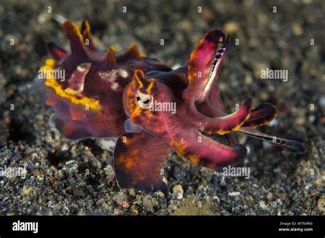 Pfeffers Flamboyant Cuttlefish Metasepia Pfefferi Hi Res Stock