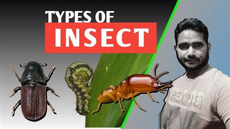 Types Of Insect 🐝🦋 🪲🐞 Gram Pod Borer Termites Beetles Youtube