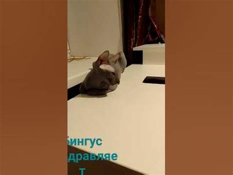 кот сфинкс Бингус - YouTube