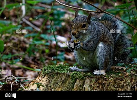 Grey Squirrel Eating An Acorn Stock Photo Alamy