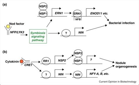 The Transcriptional Networks Of Medicago Truncatula Associated With