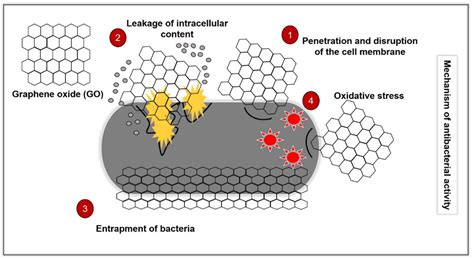 Ijms Free Full Text Graphene Oxide Go A Promising Nanomaterial