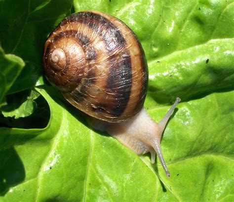 Snail Farming: Business Plan And Guide For Beginners