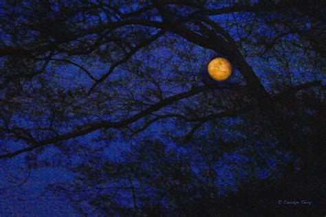 Perigee Moon Photograph by Carolyn Terry - Fine Art America