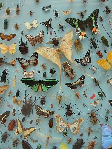 Insect Display Insects Wall Art Insect Collection Botanical Prints