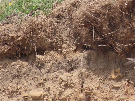 Seahouses To Beadnell Sand Martin Nests Terracotta Buff Flickr