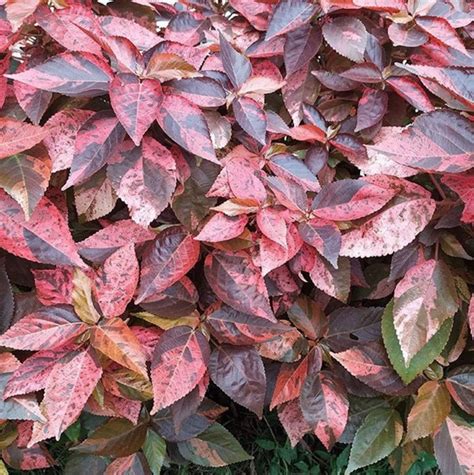 Acalypha Wilkesiana Copper Leaf