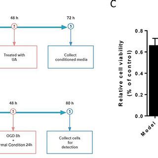 UA effects of the conditioned medium from LPS IFNγ stimulated BV2 cells