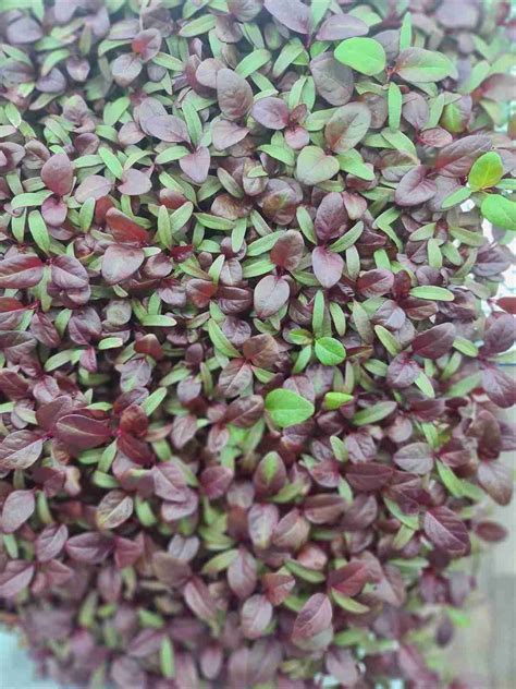 Red Amaranth Microherb | Ty Isa Farm