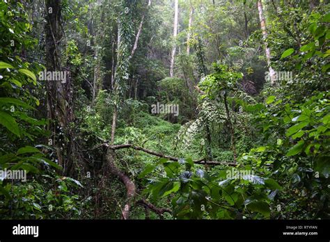 Philippine Forest
