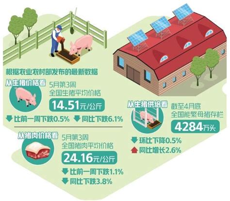 今年以来生猪价格震荡探底，猪肉价格为何持续低迷？新华报业网