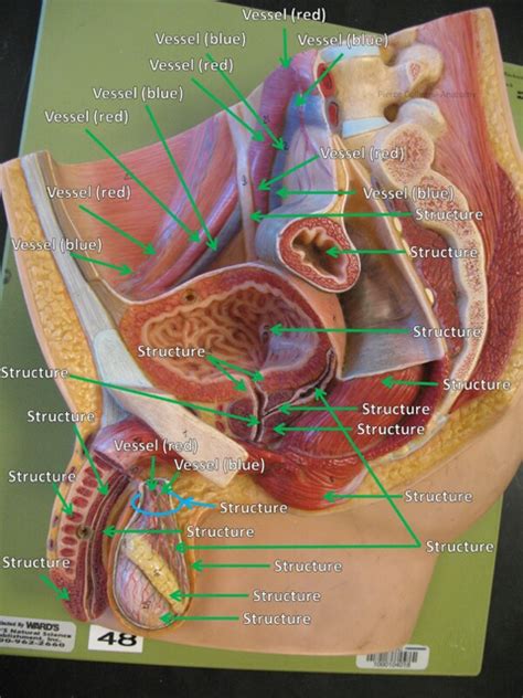 AP II Lab Male Reproductive Deep Diagram Quizlet