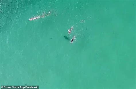 Drone Captures Two Sharks Circling Unaware Swimmers At Sydneys Bondi