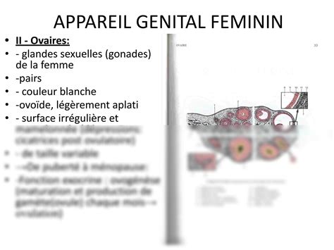 SOLUTION Cour 06 Appareil Genital Female Studypool