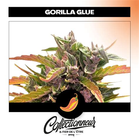 Gorilla Glue Auto Barney S Farm Streetshop