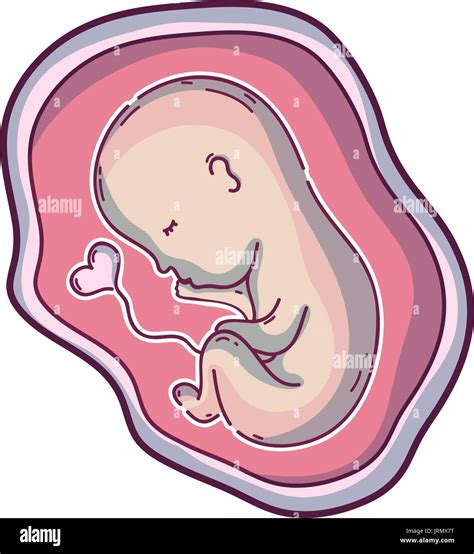 Embryo Baby Uterus Stock Photos Embryo Baby Uterus Stock Images Alamy