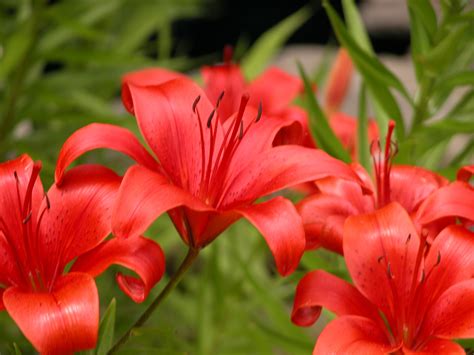 Growing Lilies Fragrance And Elegance