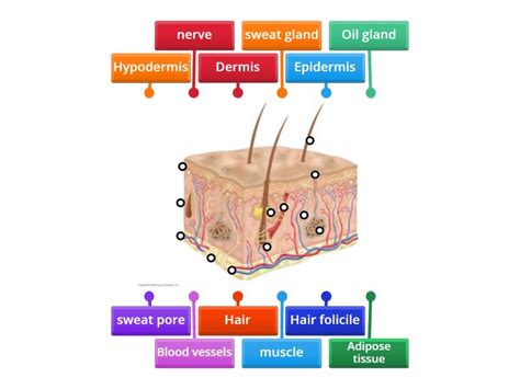 Integumentary System - Labelled diagram