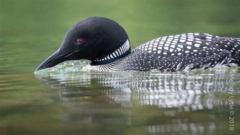 Common Loon Gavia Immer British Columbia Cariboo Region Flickr