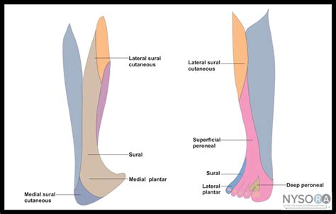 Popliteal Sciatic Nerve Blocks Intertendinous Lateral Approach