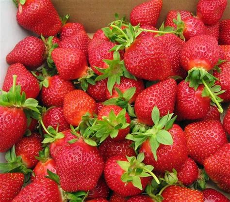 U Pick Strawberries Stony Hill Farms Chester Nj