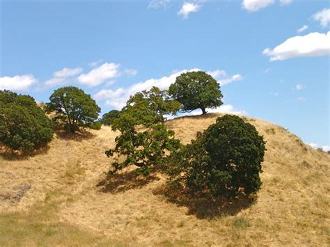 Beautiful Golden Hills With Oak Trees` By Chet3 Via Flickr