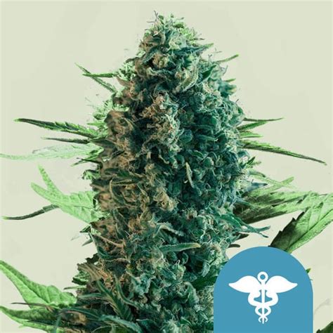 Royal Medic Royal Queen Seeds Feminized Zamnesia Usa