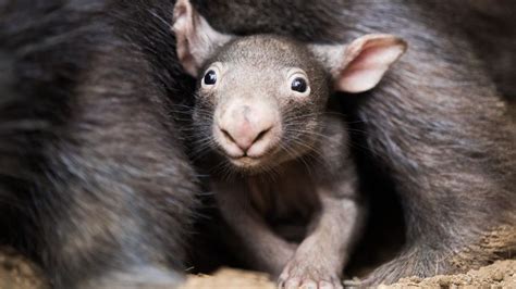 Le Secret Des Crottes Cubiques Du Wombat Enfin D Voil