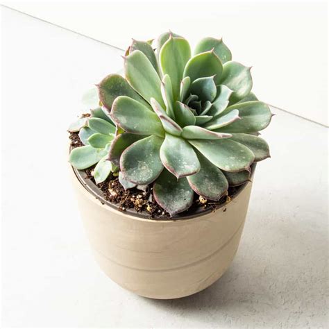 Suculenta Echeveria Ssp Nova Puebla La Tienda Del Cactus