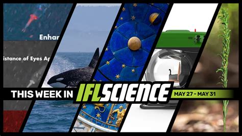 New Footage Could Be First-Ever Captured Of Colossal Squid Baby, Your ...