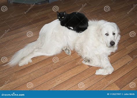 Black Cat Lying on Large White Dog Great Pyrenees Stock Image - Image ...