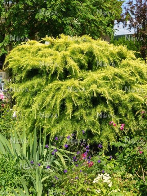 Cedrus Deodara Aurea