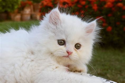 35 Cutest Cat Breeds That Definitely Deserve An "Awww"