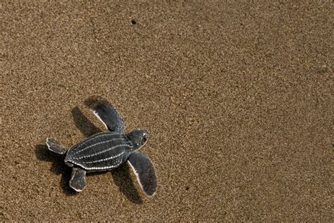 Leatherback Turtle — The State of the World's Sea Turtles | SWOT