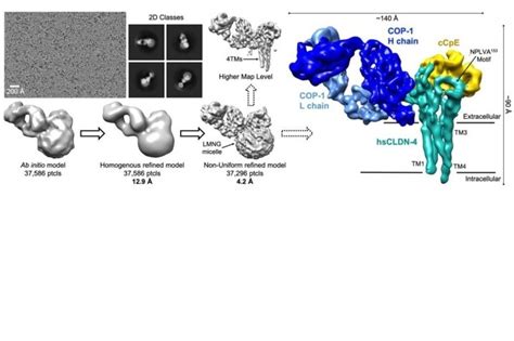 Cryo Em Structures Of A Synthetic Antibody Against Kda Claudin