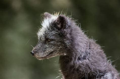 Silver fox. Free public domain | Free Photo - rawpixel