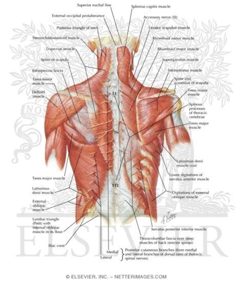 Posterior Thoracic Wall Dorsal Aspect of Thorax